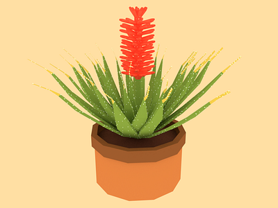 Aloe Plant