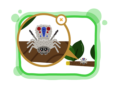 The Beautiful Peacock Spider creature illo illustration jumping spider nature peacock spider zooooom