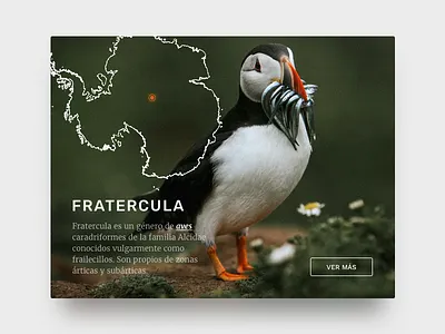 Nature and wild animals blog bird blog colorful entry fratercula green nature ui ux web wild animal