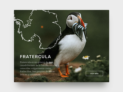 Nature and wild animals blog bird blog colorful entry fratercula green nature ui ux web wild animal