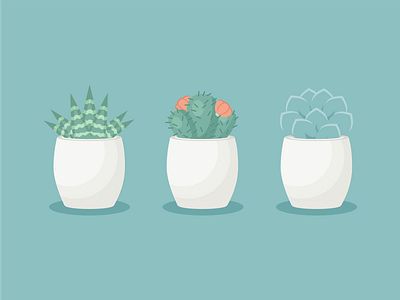 Succulent Trio color nature plants sketch succulent visual design