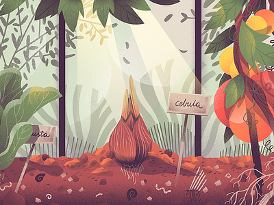 Onion Phase one dewizka dudzik illustration iza onion