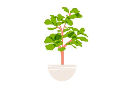 Fiddleleaf Fig green illustration plant print tree vector