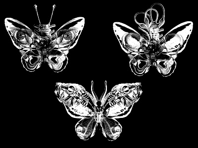 Metamorphosis - new species beasts bugs creatures dark disturbing gross insects metamorphosis moth species