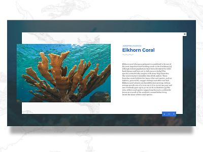 H 2 O boston carousel images ocean slider ui ux web design website