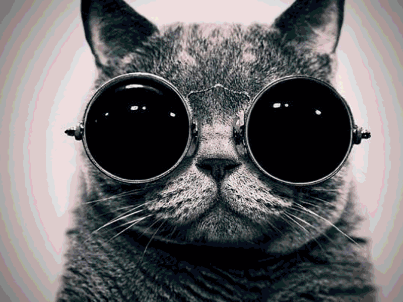 Cat glitch
