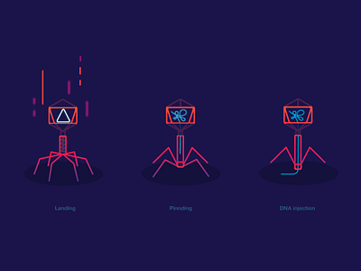 bacteriophage bacteria bacteriophage dna illustration injection landing pinnding web