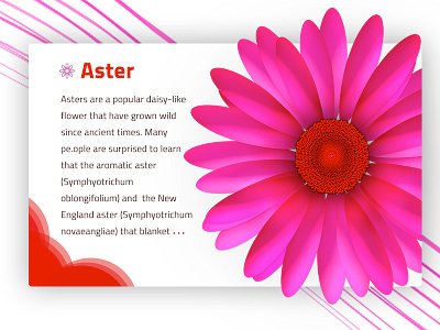 Aster Flower aster clean color design flower pink simple ui web
