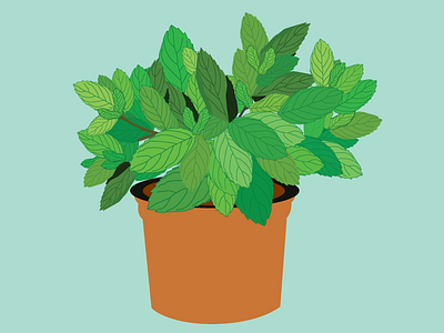 Minty garden green herbs mint plant organic plants