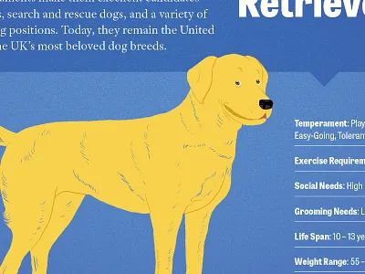 Golden Retriever Update canadian dog infographic information retriever