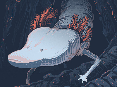 Type Hike conservation illustration poster salamander