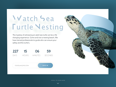 Countdown Timer - Daily UI Day #014 014 challenge accepted countdown daily ui dailyuichallenge design kensei landing page minimal sea turtles ui ux