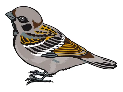 Passero ali becco fly passero semi volo zampe