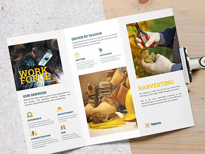Tayloris Brochure