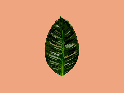 Botanical Illustration botanical foliage illustration leaf palm tropical