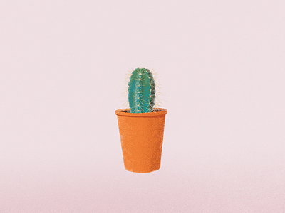 A basin of cactus cactus pink plant