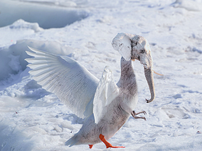 Animals Photomanipulation elephant goose mask nature photomaipulation photoshop