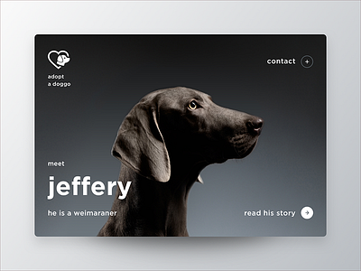 Dailyui 6 Profile Mk card daily dog doggo profile ui