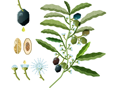 Olive botanical digital editorial food illustration magazine olive plant
