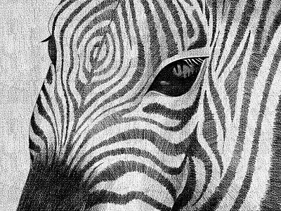 zebras the local illustration