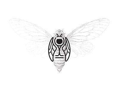 Cicada Cellars exploration branding cellar cicada ipad procreate wine