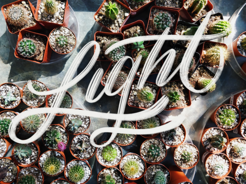 Light apple apple pencil brush cactus lettering procreate type typography