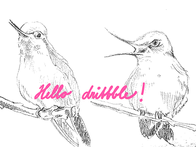 hello dribble! animals beautiful bird black and white calligraphy drawing dribbble elegant hello hummingbird pencil type