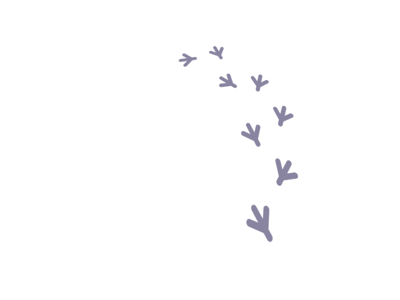 Chicken Flock after effects animation cartoon character chicken gif illustration loop motion design