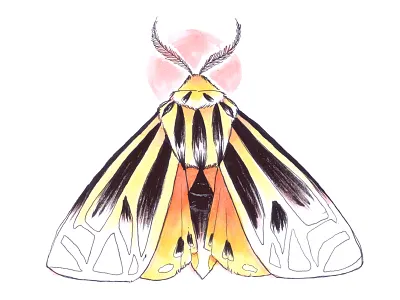 Tiger Moth brush bugs butterfly copic drybrush illustration ink insects maker moth nature tiger