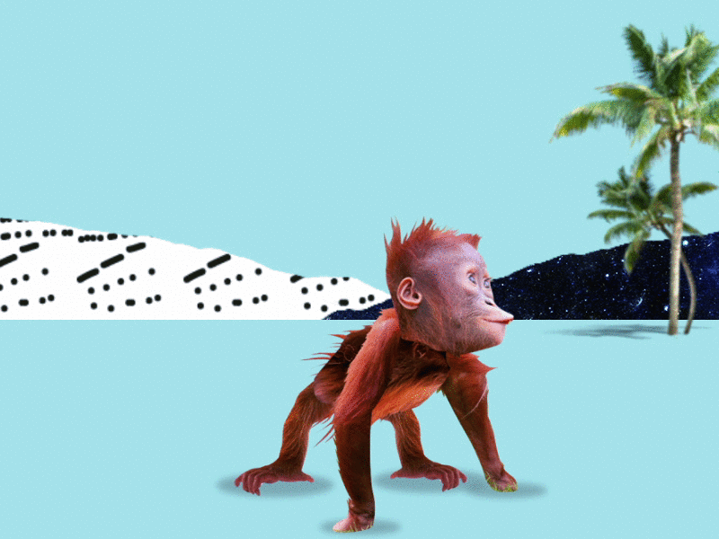 Orang Outan 2d animation clubkonkret design illustration monkey motion walkingcycle