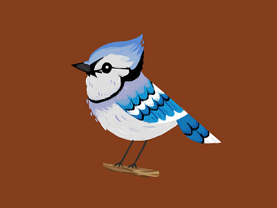 Blue Jay animal bird blue jay illustration jay nature