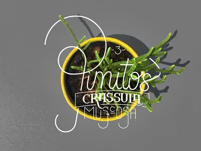 Suculentas! calligraphy handlettering identity lettering logo logotype pen pilot type typeface typography