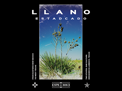 LLANO ESTACADO - "Yuccas in snow"