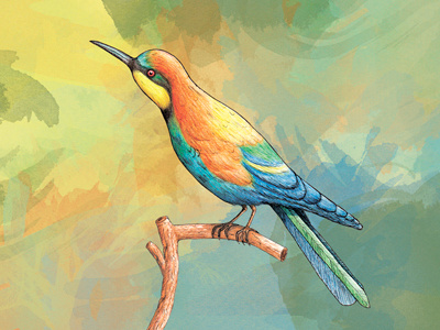 Bee Eater animal beeeater birds bookillustration drawing illustration postcard