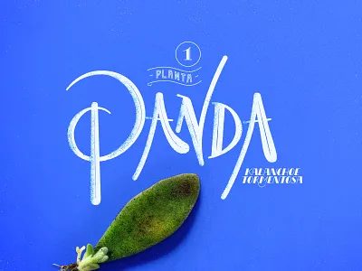 Suculentas! calligraphy handlettering identity lettering logo logotype pen pilot type typeface typography