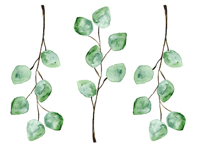 Three Eucalyptus drawing eucalyptus leaf leaves minimal simple sketch watercolor