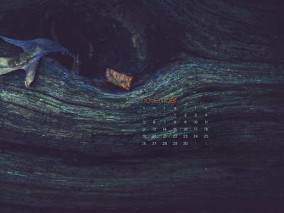 November 2017 28 70mm calendar download nature photography sony a7 tree wallpaper