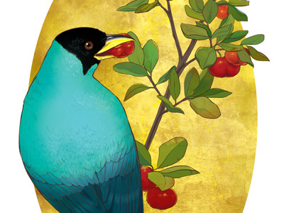 Green Honeycreeper art art licensing bird cherries decorative gold green honeycreeper honeycreeper illustration ornithology photoshop west indian cherry