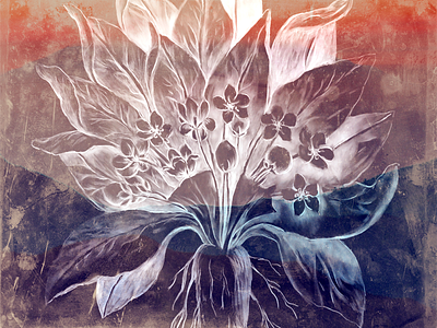 Mandrake drawing flower mandrake photoshop root texture