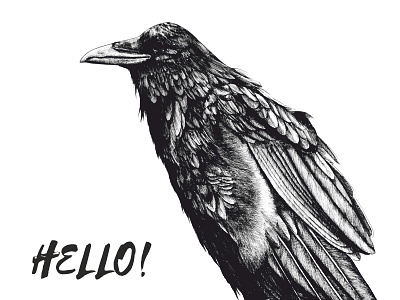 Raven bird bw crow drawing illustration raven