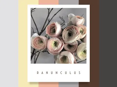 Colour Inspiration #1 color colour design floral flowers inspiration palette ranunculus