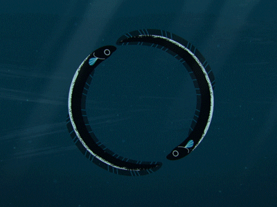 Closing the circle 2d 3d cel animation diagram eel fish see texture water
