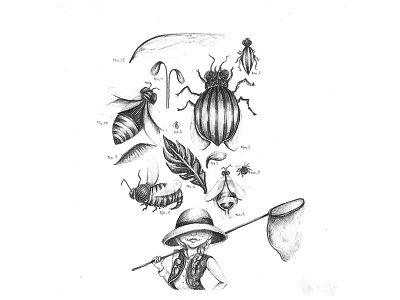 Isla bugs explorer graphite illustration scientific