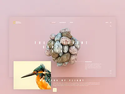 EGG app bird clean digital experience everyday flat interface minimal sketchapp ui web