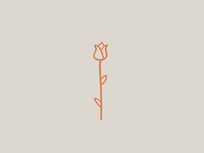 Rose Illustration hand drawn illustration ipad pro rose