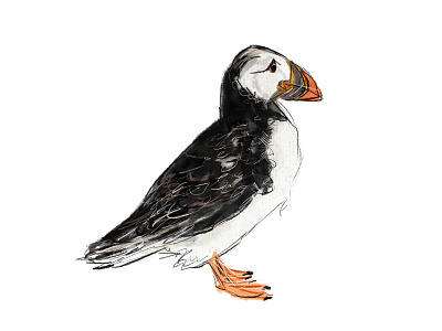 Little Puffin atlantic bird newfoundland ocean puffin sea animals seabird