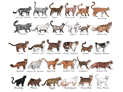 Can we ever have enough of cat vector? cat doodle illustration vector