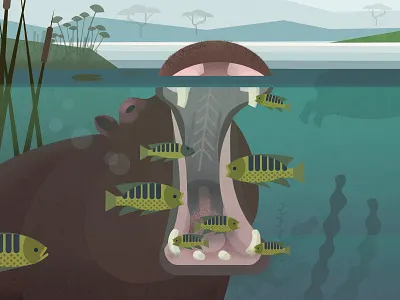 Hippo carps hippo hippopotamus mutualism