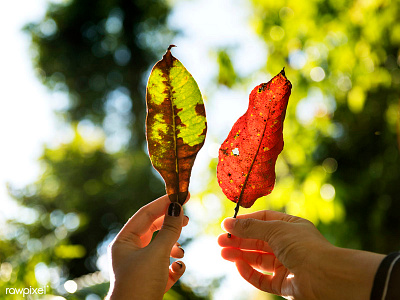 Autumn together :) autumn leaves love together us