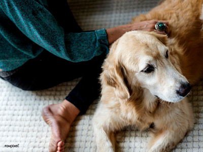 Stand by me :) best friend dog friend golden retriever pet relax